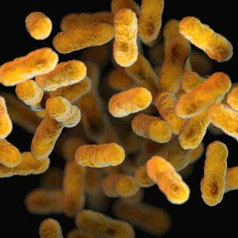 Craft [Probiotic]